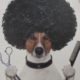 Oddy Afro!